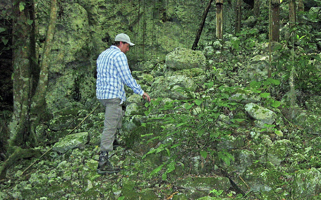 Найдены древние священные рощи какао-деревьев цивилизации майя 