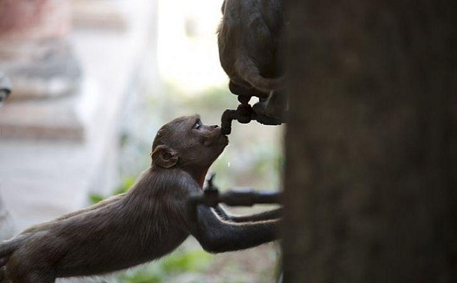 Жара в Индии убивает обезьян