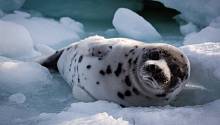 Ученые проследили, как детеныши гренландского тюленя учатся адаптироваться к условиям окружающей среды 