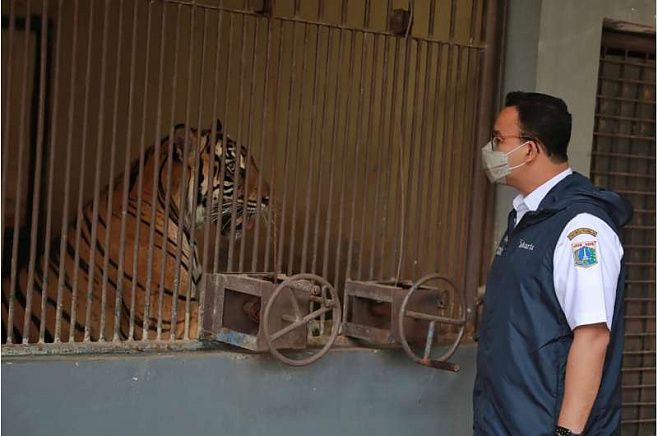 Два редких суматранских тигра восстанавливаются после ковида