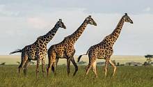 Дружба имеет значение: жирафы, живущие группами, живут дольше 