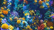 Большой Барьерный риф переживает крупнейшее в истории обесцвечивание кораллов