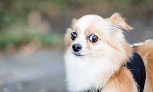 75% собак страдают от фобий звуков фейерверков и грома