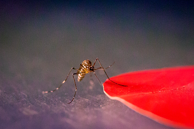 Комары используют обоняние и реагируют на определенные цвета 
