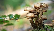 В этом году петербуржцы не отравились грибами