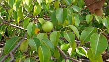 «Дерево смерти»: плоды манцинеллы могут убить человека