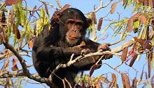 Шимпанзе развивают больше навыков в регионах с изменчивыми условиями