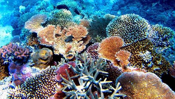 Аномальная жара угрожает коралловым рифам на Гавайях