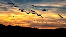 Птицы во время миграции используют магнитное поле Земли 