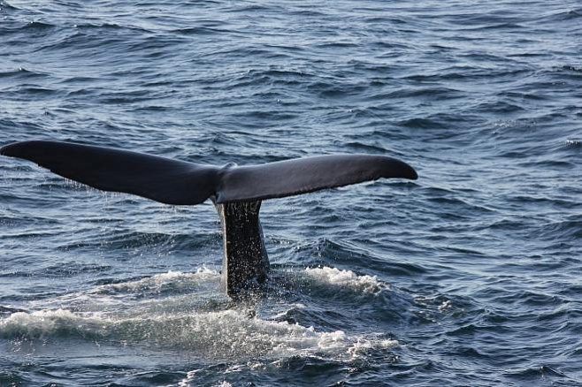 Песни китов как инструмент сейсмической разведки