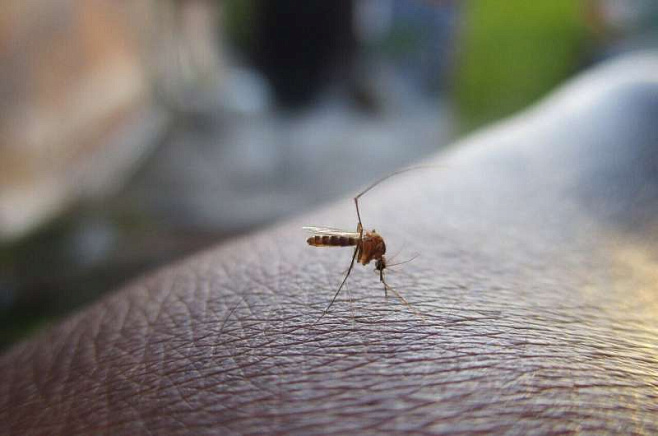 Во Флориде с эпидемией лихорадки Денге борются с помощью генетически изменённых комаров