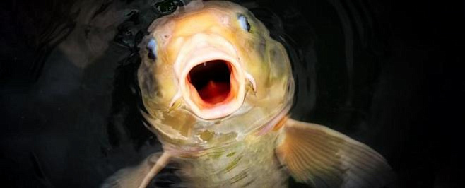 Ученые выяснили, как рыбы попадают в отдельные водоемы