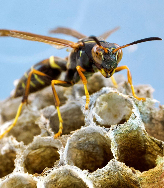 Бумажные пчёлы перестают узнавать лица друг друга после социальной изоляции
