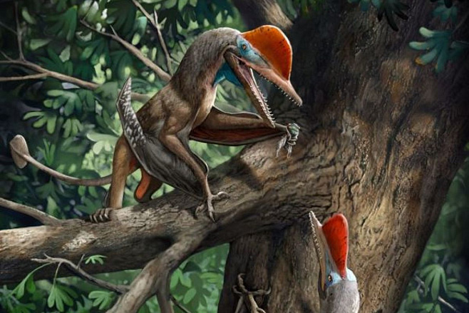 Новый птерозавр оказался первым в истории существом с отстоящим большим пальем