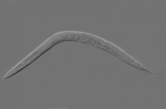 Некоторые черви запрограммированы на раннюю смерть ради успеха колонии
