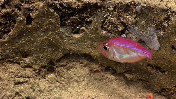 Обнаружена первая глубоководная рыба, вынашивающая потомство во рту