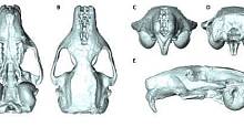 Впервые реконструирован череп доисторического грызуна