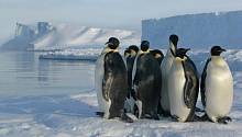 Спутниковые снимки помогли найти новые колонии пингвинов 