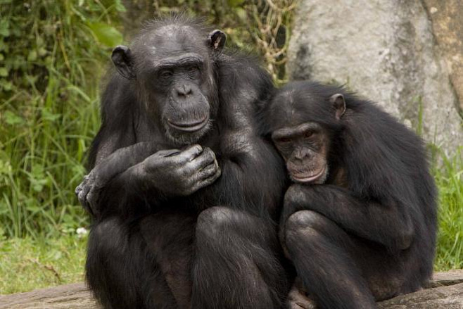 Шимпанзе фактически неотличимы от человека в вопросе дружбы