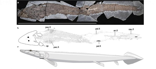 Древняя ископаемая рыба раскрывает эволюционное происхождение человеческой руки