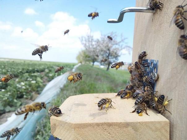 Дикие пчелы предпочитают земляничные поля