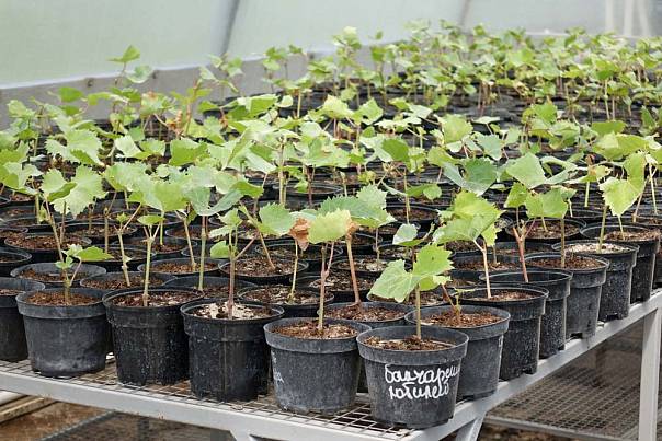 Испытательный участок Ботанического сада НИУ «БелГУ» внесён в Федеральный реестр виноградных насаждений России