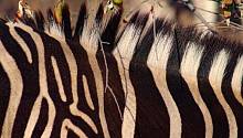 Полоски помогают зебрам скрываться от мух