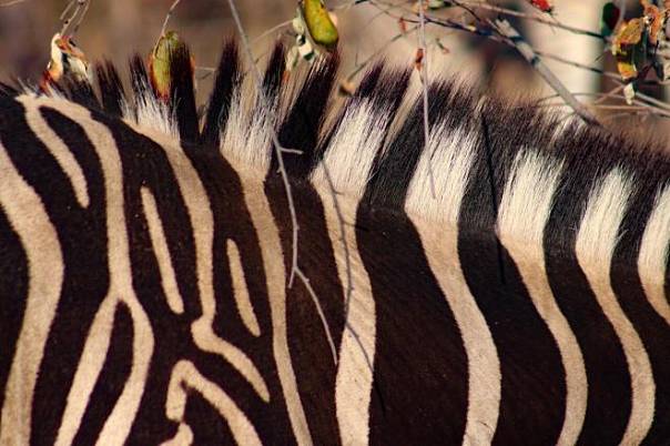 Полоски помогают зебрам скрываться от мух