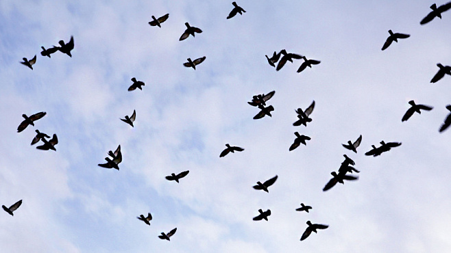 В Европе за 40 лет исчезли сотни миллионов птиц