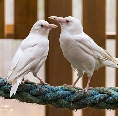 Не такие как все