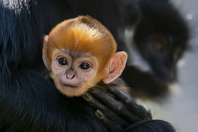 В австралийском зоопарке родилась очень редкая обезьяна