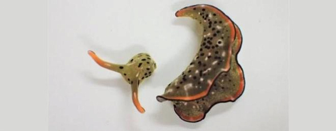 Самообезглавливающиеся морские слизняки способны отрастить себе новое тело на старой голове 