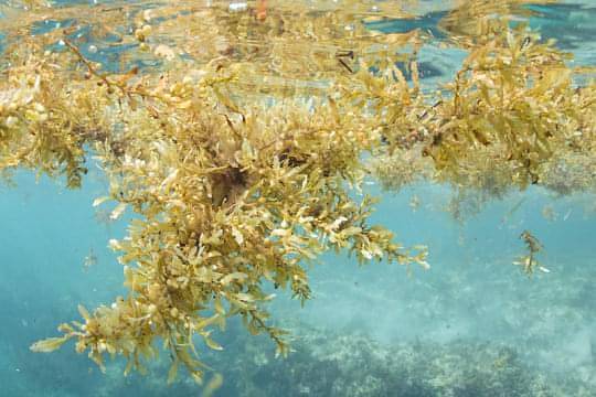 Ученые обнаружили в Атлантике пояс саргассовых водорослей