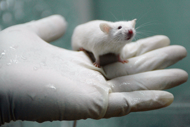 Очистка клеток мозга от «мусора» позволила защитить мышей от развития болезни Альцгеймера