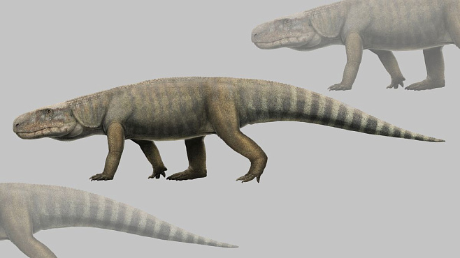 Опознаны останки одного из первых предков крокодилов
