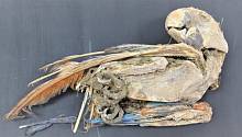 Мумии попугаев рассказали о торговле перьями птиц во времена индейской культуры Тиуанако