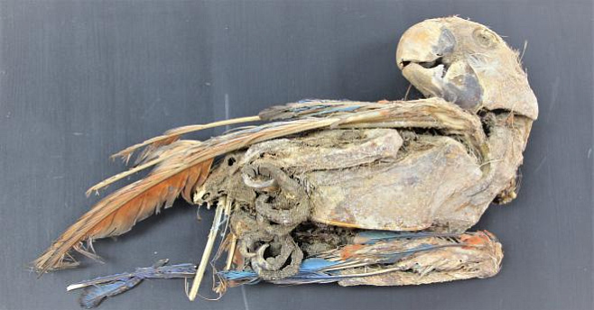 Мумии попугаев - свидетельство торговли перьями в доколумбовой цивилизации