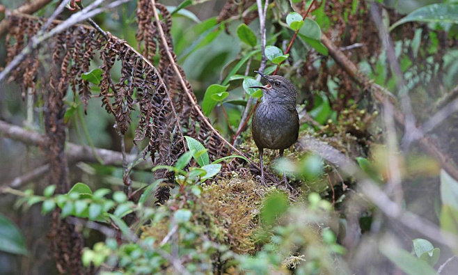 Открытие новых певчих птиц в Индонезии считается самой большой удачей за последние 100 лет