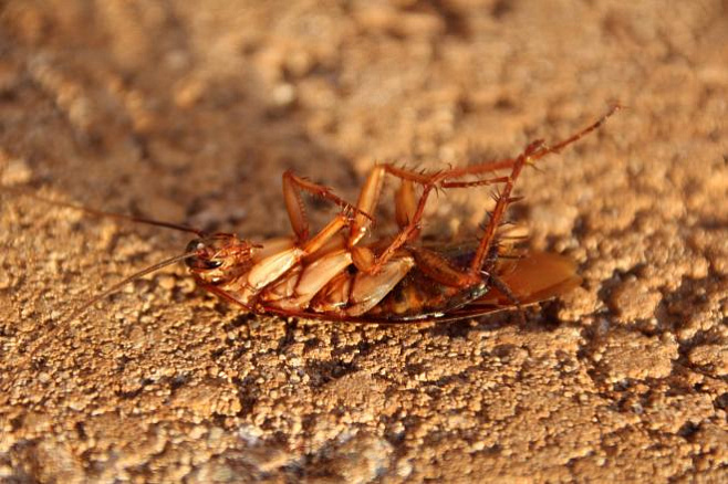 Оружие против тараканов – их собственные нейропептиды   