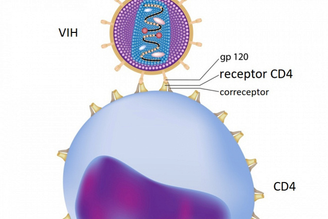 Разработана технология модификации клеток, способствующих проявлению ВИЧ