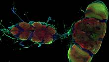 Найдены клетки, которые могут «включать» и «выключать» пластичность нейронов у дрозофил