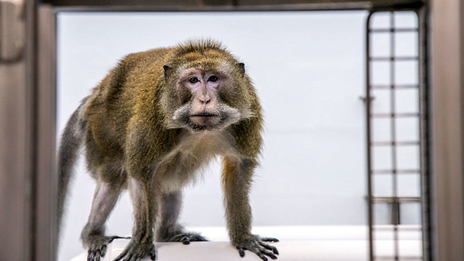 В Китае заявили о сильной нехватке лабораторных обезьян