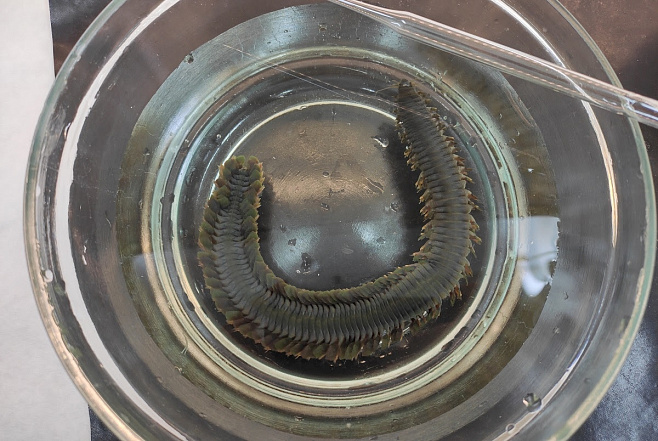 Раскрыт секрет способности подводных червей к регенерации