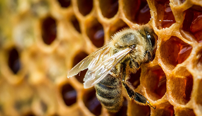 Правильные пчелы