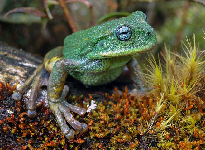 В заказнике на территории Перу найден новый вид лягушек