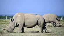 Учёные хотят «воскресить» вымерший подвид носорогов с помощью суррогатного материнства