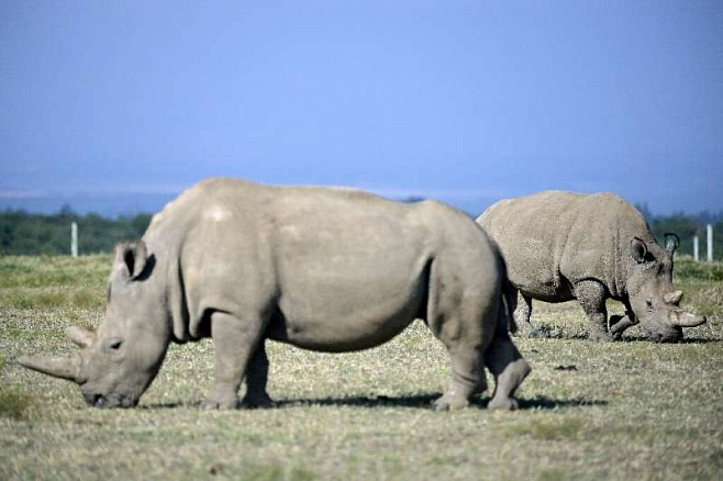 Учёные хотят «воскресить» вымерший подвид носорогов с помощью суррогатного материнства