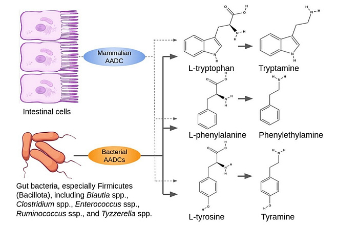  Нейробиологи СПбГУ доказали влияние рецептора следовых аминов на работу кишечника