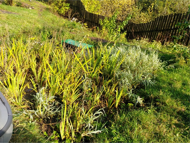 Дождевые сады помогут решить проблему «ливнёвок» в России