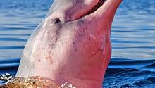 В мире есть розовые дельфины. Посмотрите на них прямой сейчас 